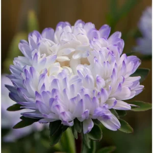Tower Silver Aster Seeds - 50 Seeds, Peony-Type Frosted White & Lavender Flowers, Outdoor Perennial - Image 4
