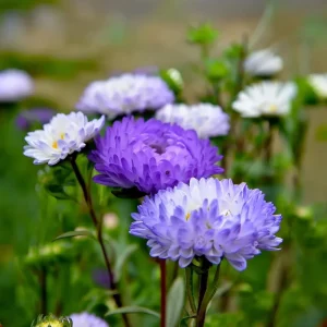 Tower Silver Aster Seeds - 50 Seeds, Peony-Type Frosted White & Lavender Flowers, Outdoor Perennial - Image 5