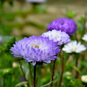 Tower Silver Aster Seeds - 50 Seeds, Peony-Type Frosted White & Lavender Flowers, Outdoor Perennial - Image 6