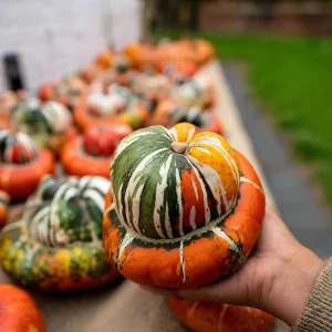 Turks Turban Pumpkin Seeds - Heirloom Decorative & Edible Winter Squash - 10 Count - Image 3