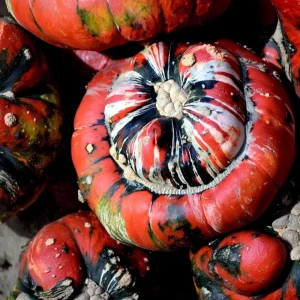 Turks Turban Pumpkin Seeds - Heirloom Decorative & Edible Winter Squash - 10 Count - Image 4