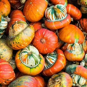 Turks Turban Pumpkin Seeds - Heirloom Decorative & Edible Winter Squash - 10 Count - Image 1