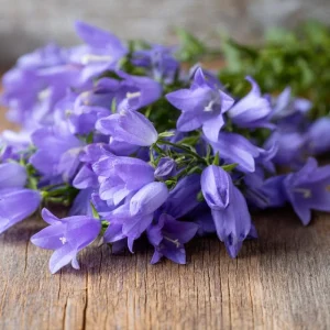 Tussock Bellflower Seeds, 700 Heirloom Campanula carpatica Seeds for Gardens & Borders - Image 1
