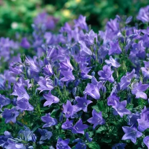 Tussock Bellflower Seeds, 700 Heirloom Campanula carpatica Seeds for Gardens & Borders - Image 2