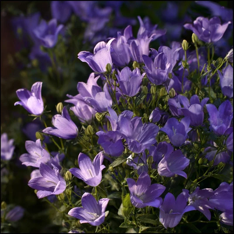 Tussock Bellflower Seeds, 700 Heirloom Campanula carpatica Seeds for Gardens & Borders - Image 3