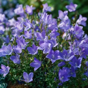 Tussock Bellflower Seeds, 700 Heirloom Campanula carpatica Seeds for Gardens & Borders - Image 4