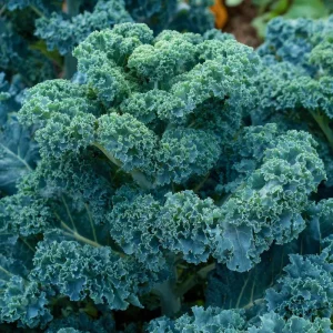 Vates Blue Curled Kale Seeds - 300 Count Packet, Cold Hardy Leafy Greens for Gardens - Image 3