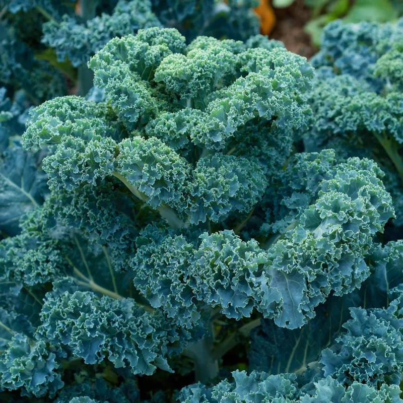 Vates Blue Curled Kale Seeds - 300 Count Packet, Cold Hardy Leafy Greens for Gardens - Image 3