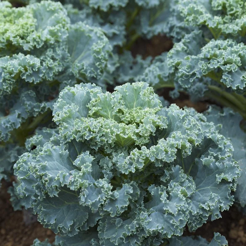 Vates Blue Curled Kale Seeds - 300 Count Packet, Cold Hardy Leafy Greens for Gardens - Image 1