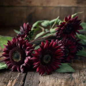 Velvet Queen Sunflower Seeds 25 Count - Heirloom Helianthus annuus for Gardens - Image 6