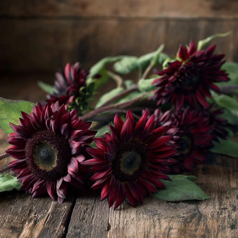 Velvet Queen Sunflower Seeds 25 Count - Heirloom Helianthus annuus for Gardens - Image 6
