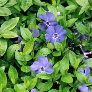 Vinca Minor Bowles Periwinkle Live Plants - 2 Pack, 4-Inch Pots, Groundcover, Outdoor - Image 2