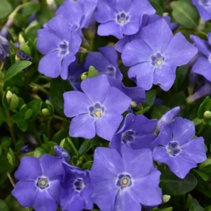 Vinca Minor Bowles Periwinkle Live Plants - 2 Pack, 4-Inch Pots, Groundcover, Outdoor - Image 3