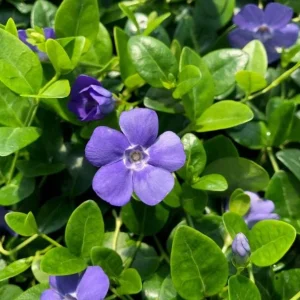 Vinca Minor Bowles Periwinkle Live Plants - 2 Pack, 4-Inch Pots, Groundcover, Outdoor - Image 4