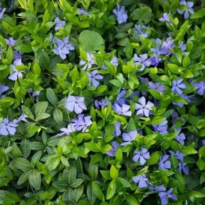 Vinca Minor Bowles Periwinkle Live Plants - 2 Pack, 4-Inch Pots, Groundcover, Outdoor - Image 5