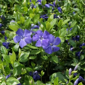 Vinca Minor Bowles Periwinkle Live Plants - 2 Pack, 4-Inch Pots, Groundcover, Outdoor - Image 6