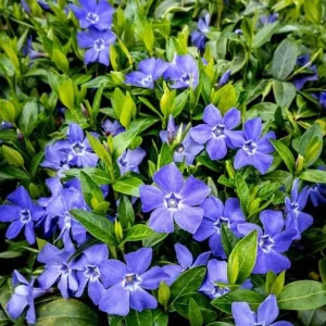 Vinca Minor Bowles Periwinkle Live Plants - 2 Pack, 4-Inch Pots, Groundcover, Outdoor - Image 7