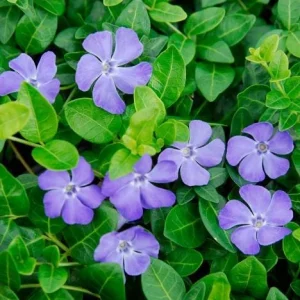 Vinca Minor Bowles Periwinkle Live Plants - 2 Pack, 4-Inch Pots, Groundcover, Outdoor - Image 1