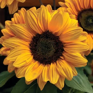Vincent Choice F1 Sunflower Seeds - 20 Untreated Helianthus annuus Seeds for Garden - Image 2
