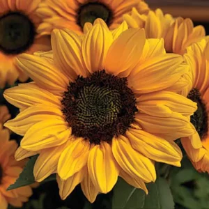 Vincent Choice F1 Sunflower Seeds - 20 Untreated Helianthus annuus Seeds for Garden - Image 3
