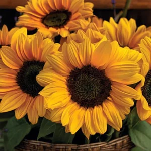 Vincent Choice F1 Sunflower Seeds - 20 Untreated Helianthus annuus Seeds for Garden - Image 4