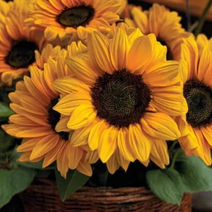 Vincent Choice F1 Sunflower Seeds - 20 Untreated Helianthus annuus Seeds for Garden - Image 1