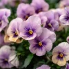 Viola Sorbet Seeds - Yesterday Today Tomorrow Multicolor Blooms - 25 Seeds - Image 1
