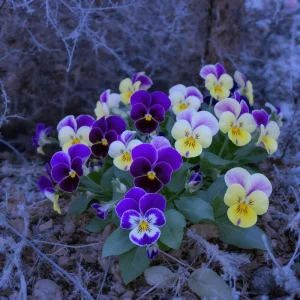 Viola Sorbet Series Mix Seeds - Multicolor Flowers, 25 Seeds, Outdoor - Image 5