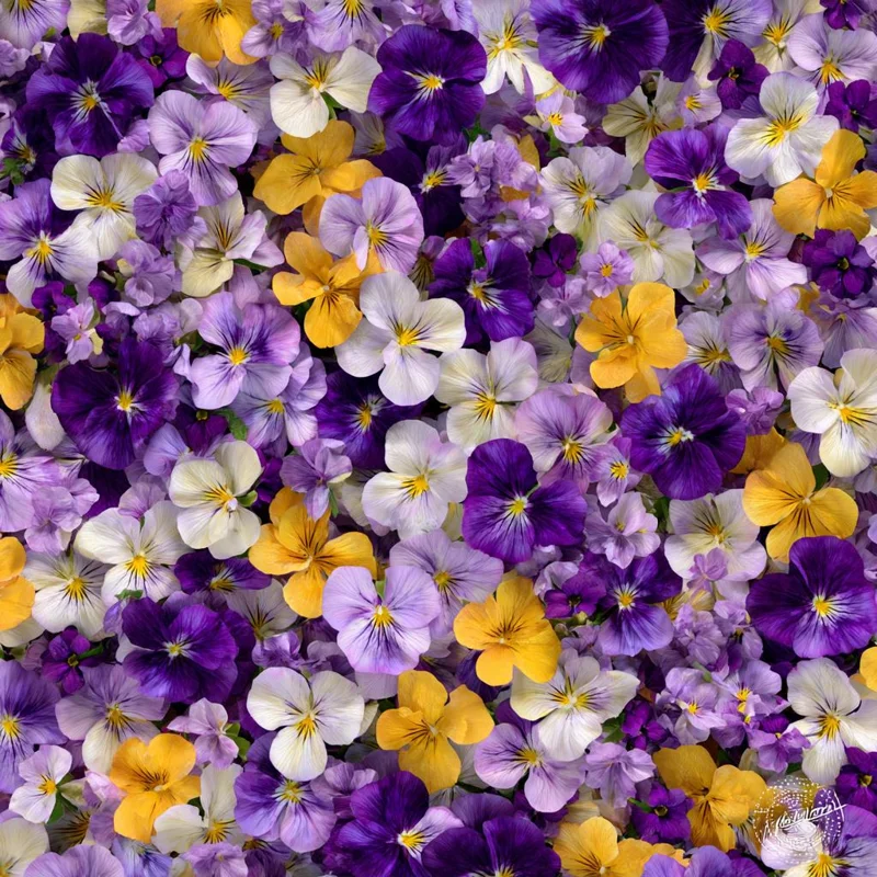 Viola Sorbet Series Mix Seeds - Multicolor Flowers, 25 Seeds, Outdoor - Image 1