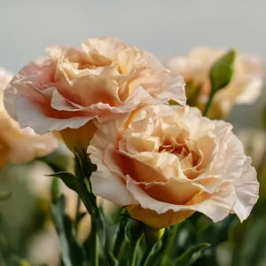 Voyage 2 Champagne Lisianthus Seeds - 25 Soft Apricot Eustoma Grandiflorum - Image 4