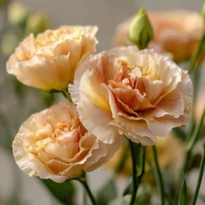 Voyage 2 Champagne Lisianthus Seeds - 25 Soft Apricot Eustoma Grandiflorum - Image 5