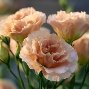 Voyage 2 Champagne Lisianthus Seeds - 25 Soft Apricot Eustoma Grandiflorum - Image 6