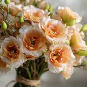 Voyage 2 Champagne Lisianthus Seeds - 25 Soft Apricot Eustoma Grandiflorum - Image 1