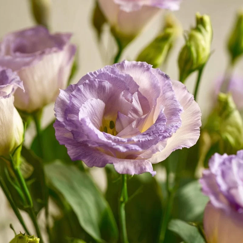 Voyage 2 Lavender Lisianthus Seeds - 25 Eustoma Grandiflorum Seeds for Outdoor Gardens - Image 4