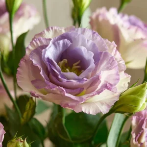 Voyage 2 Lavender Lisianthus Seeds - 25 Eustoma Grandiflorum Seeds for Outdoor Gardens - Image 5