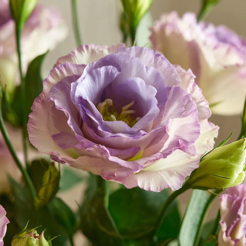 Voyage 2 Lavender Lisianthus Seeds - 25 Eustoma Grandiflorum Seeds for Outdoor Gardens - Image 5
