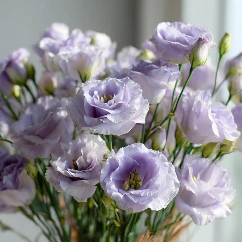 Voyage 2 Lavender Lisianthus Seeds - 25 Eustoma Grandiflorum Seeds for Outdoor Gardens - Image 1