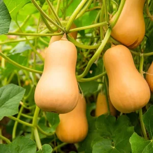 Waltham Butternut Squash Seeds - 25 Seeds - Heirloom Sweet Nutty Winter Squash for Gardens - Image 2
