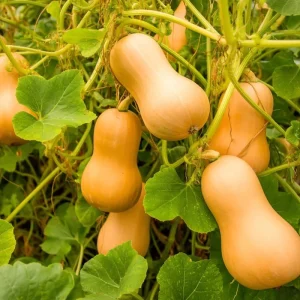 Waltham Butternut Squash Seeds - 25 Seeds - Heirloom Sweet Nutty Winter Squash for Gardens - Image 5