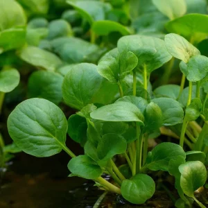 Watercress Seeds - Nasturtium officinale - 200 Seeds - Fast-Growing Edible Herb - Image 2