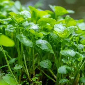 Watercress Seeds - Nasturtium officinale - 200 Seeds - Fast-Growing Edible Herb - Image 3