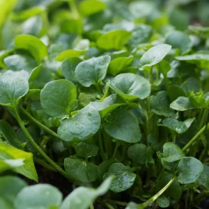 Watercress Seeds - Nasturtium officinale - 200 Seeds - Fast-Growing Edible Herb - Image 4
