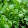 Watercress Seeds - Nasturtium officinale - 200 Seeds - Fast-Growing Edible Herb - Image 1