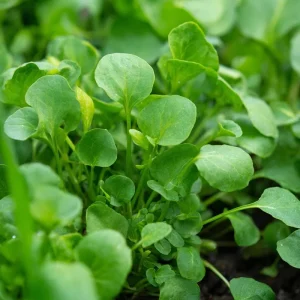 Watercress Seeds - Nasturtium officinale - 200 Seeds - Fast-Growing Edible Herb - Image 1
