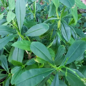 Waterleaf Spinach Live Plant – Edible Greens – 4in Pot - Image 2