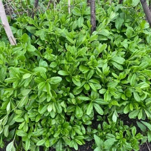 Waterleaf Spinach Live Plant – Edible Greens – 4in Pot - Image 3