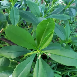 Waterleaf Spinach Live Plant – Edible Greens – 4in Pot - Image 1