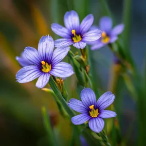 Western Blue Eyed Grass Seeds - 100 Sisyrinchium bellum Seeds for Pollinators, Perennial Wildflower - Image 2