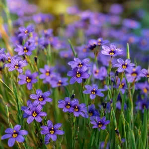 Western Blue Eyed Grass Seeds - 100 Sisyrinchium bellum Seeds for Pollinators, Perennial Wildflower - Image 3