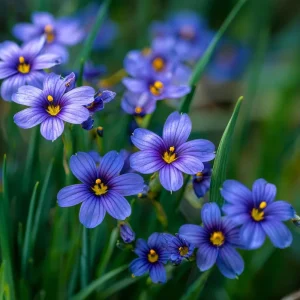 Western Blue Eyed Grass Seeds - 100 Sisyrinchium bellum Seeds for Pollinators, Perennial Wildflower - Image 5